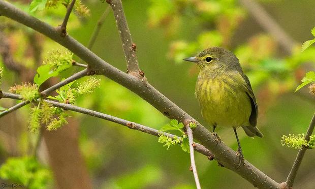 Small yellowish bird with faint grayish streaks on the chest, pale eye-ring, and small pointed bill, perched in a shrub that is leafing out in new green