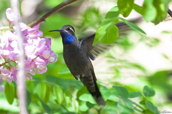 Dark hummingbird with blue throat and long tail, hovering near and feeding on a large pinkish flower