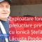 Exploatare forestiera Ionica Stefanoaia Lacusta Prodcom