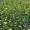 4CzOBpsT cornflower 300x300 1