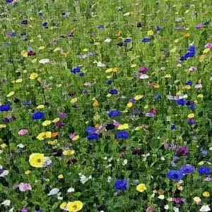 cornflower 300x300 1