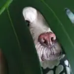 Picolilma