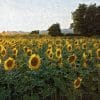 P83o4OBw sunlit bloom horizon 300x300 1