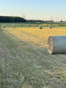 Bele siana i siano w foli 130x130 dobrej jakości