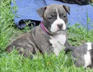 Amstaff