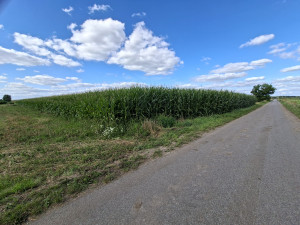 Sprzedam kukurydzę na pniu 1ha. Dylewo gm. Kadzidło