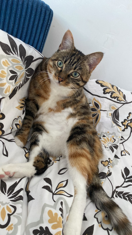 Zgubiła się kotka.