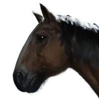 Roach - The Witcher 3 Horse