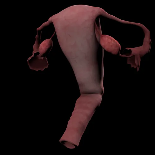 Thumbnail image for Uterus