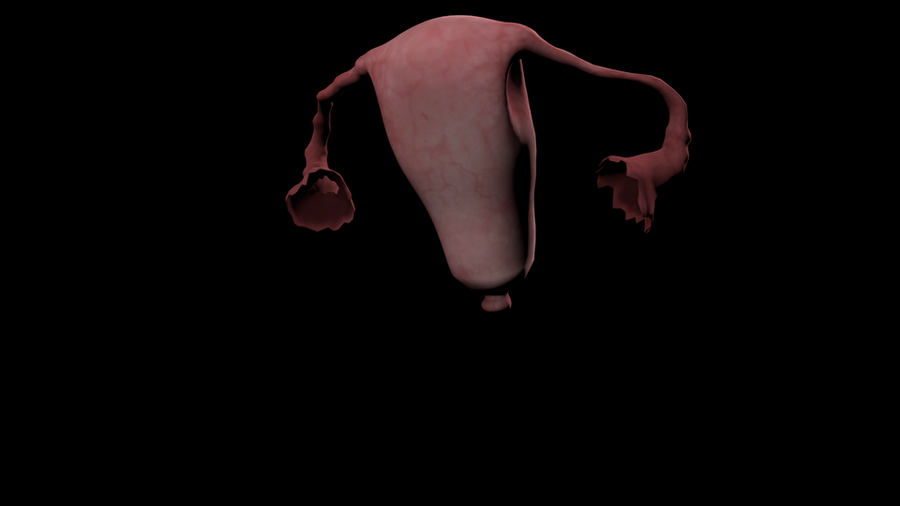 Uterus