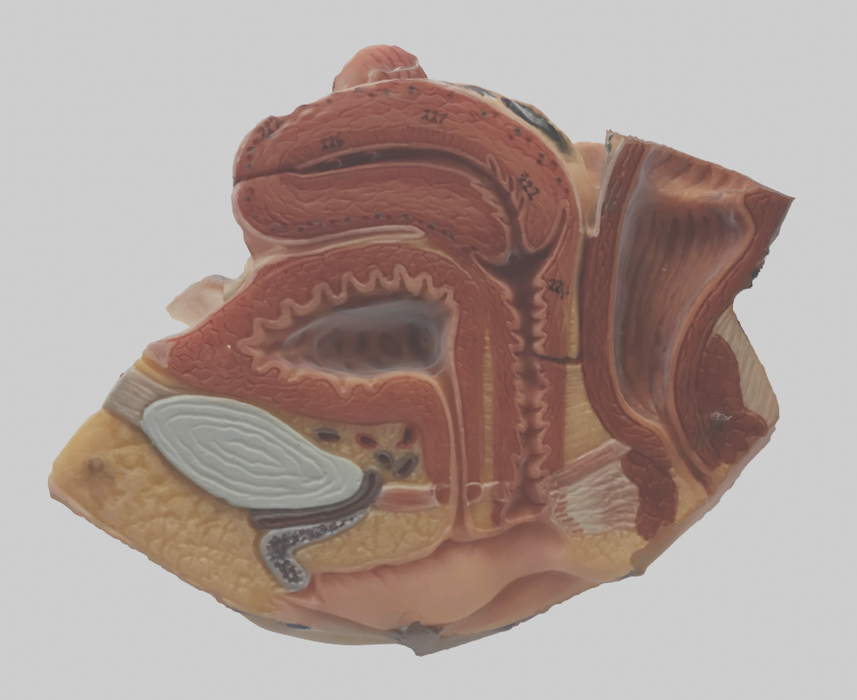 Medical Anatomical Internal Vagina Model