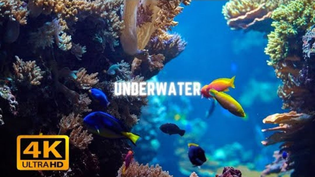 Underwater - C'è vita nell'oceano