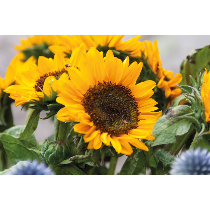 Sunflower seeds in envelope Beige item picture 2