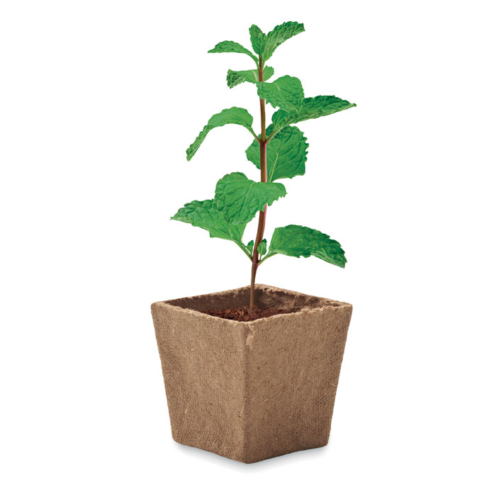 Mint seeds growing kit Beige item picture top