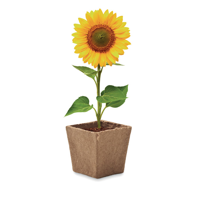 Sunflower growing kit Beige item picture top