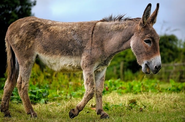 A Donkey