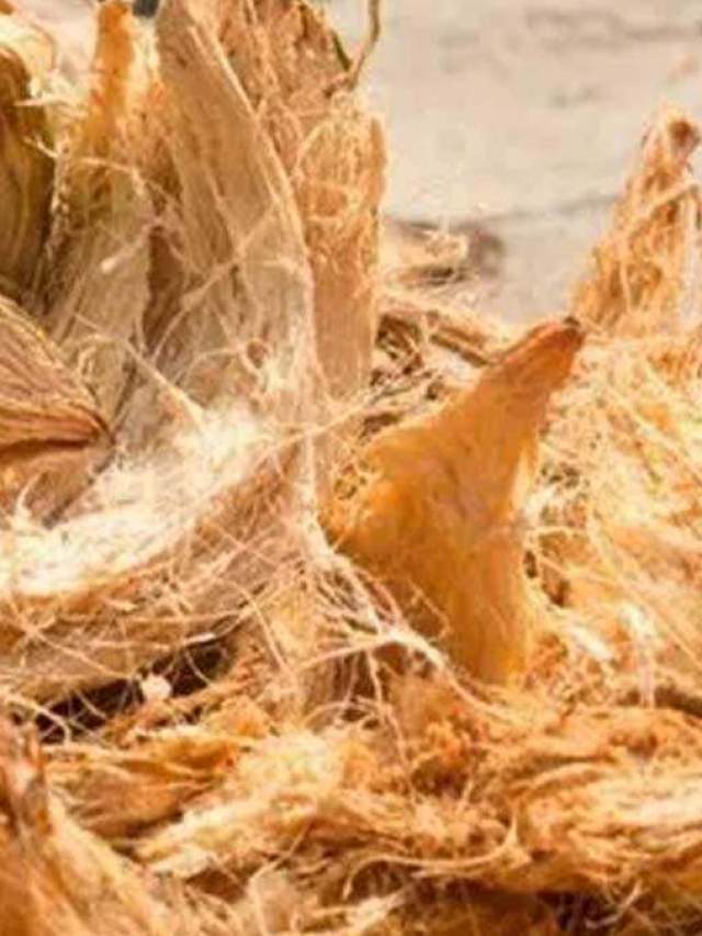 नारियल के छिलको का ऐसे करे इस्तेमाल