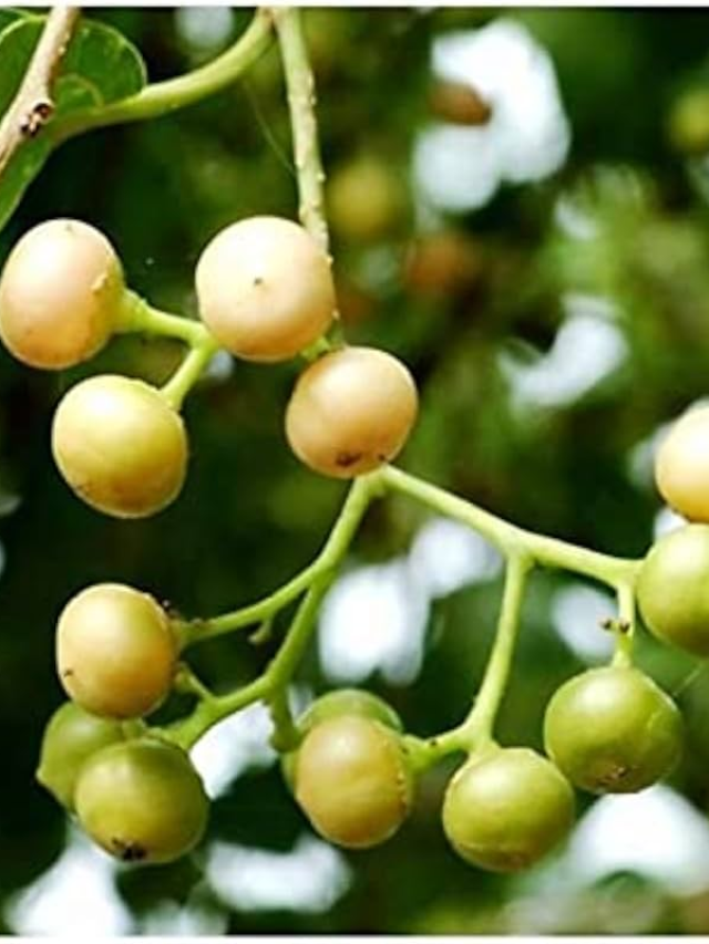 सर्दियों में लसोड़ा खाने से क्या होता है?