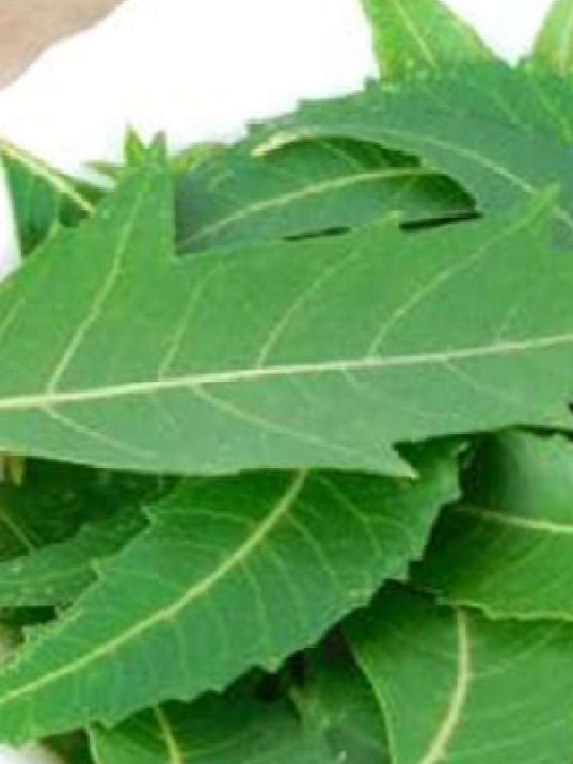 पानी में नीम की पत्ते मिलाकर नहाने से क्या होता है ?