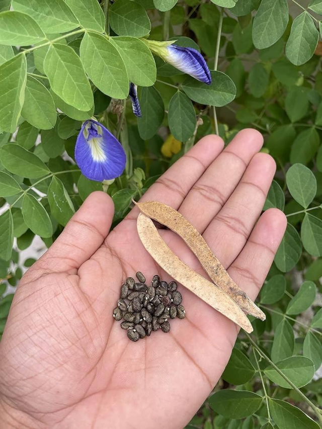 अपराजिता के बीज खाने के फायदे