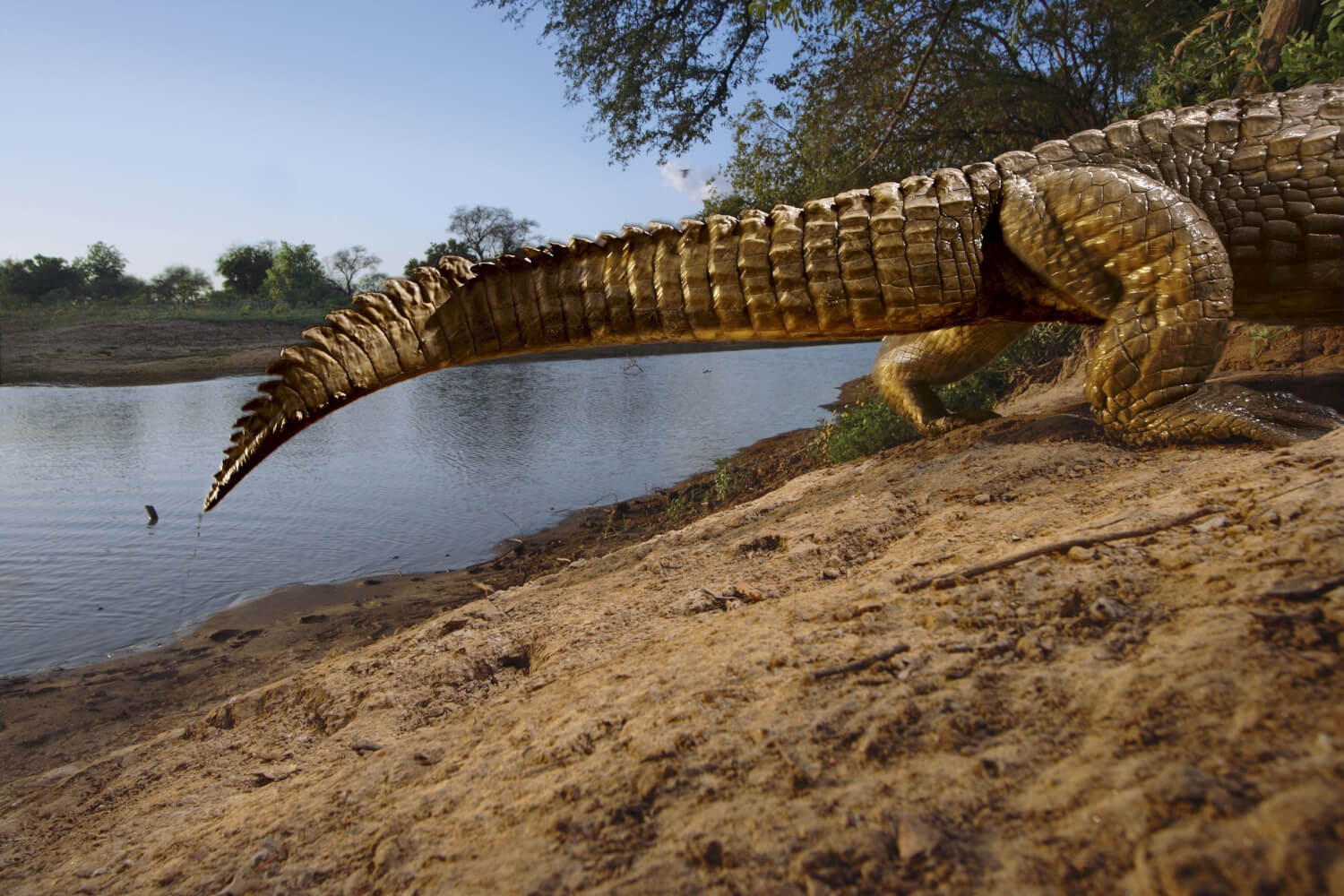 Greatest Wildlife Photographs