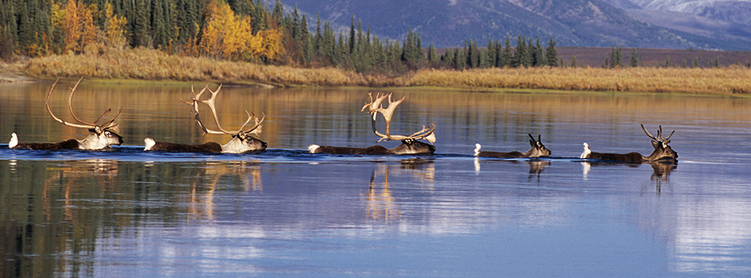 Five caribou swimming in line across a river with green mountains in the background