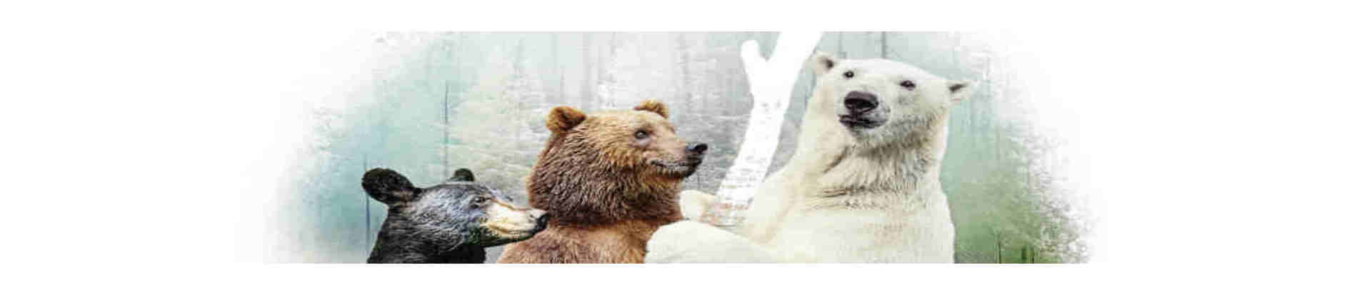Bruns, blancs, noirs: les ours du Canada / Brown, white, black: bears of Canada