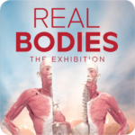 Real Bodies: The Exhibition