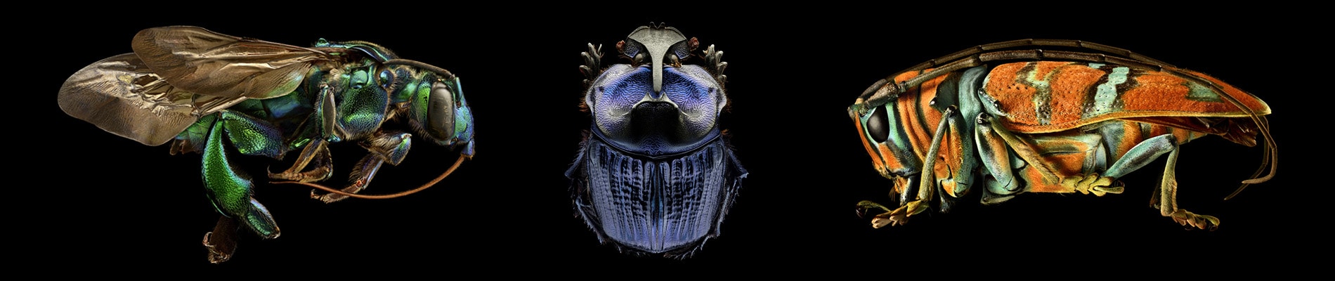 Portraits of Insects
